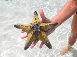 Starfish Tour